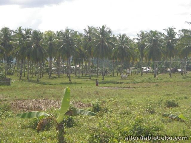 4th picture of 48,684sqm Farm and Residential Lot in Ubay,Bohol For Sale in Cebu, Philippines