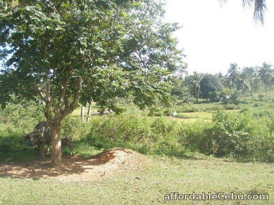 1st picture of Farm Lot For Sale in Ubay, Bohol For Sale in Cebu, Philippines