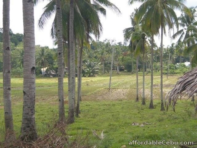 3rd picture of 48,684sqm Farm and Residential Lot in Ubay,Bohol For Sale in Cebu, Philippines