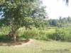 Farm Lot For Sale in Ubay, Bohol