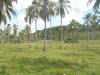 48,684sqm Farm and Residential Lot in Ubay,Bohol