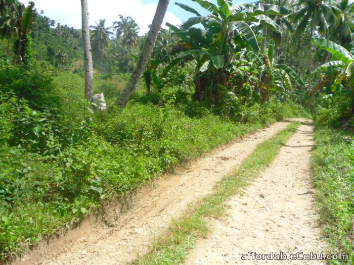 4th picture of agricultural lot for sale For Sale in Cebu, Philippines