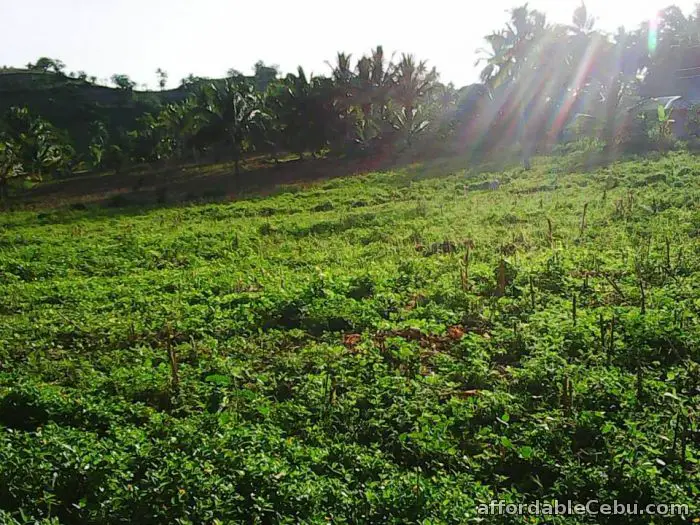 4th picture of pinamungahan agricultural land For Sale in Cebu, Philippines