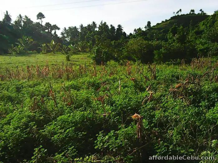 5th picture of pinamungahan agricultural land For Sale in Cebu, Philippines
