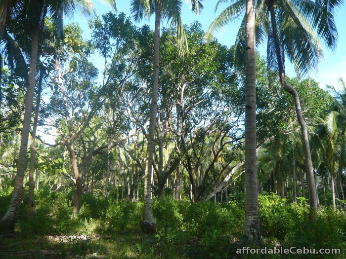 3rd picture of Lot in Camotes Cebu For Sale in Cebu, Philippines