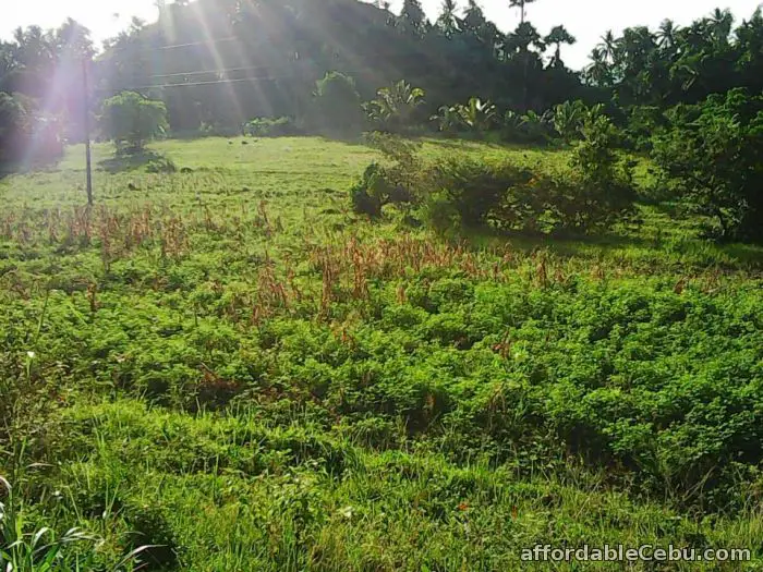 3rd picture of pinamungahan agricultural land For Sale in Cebu, Philippines