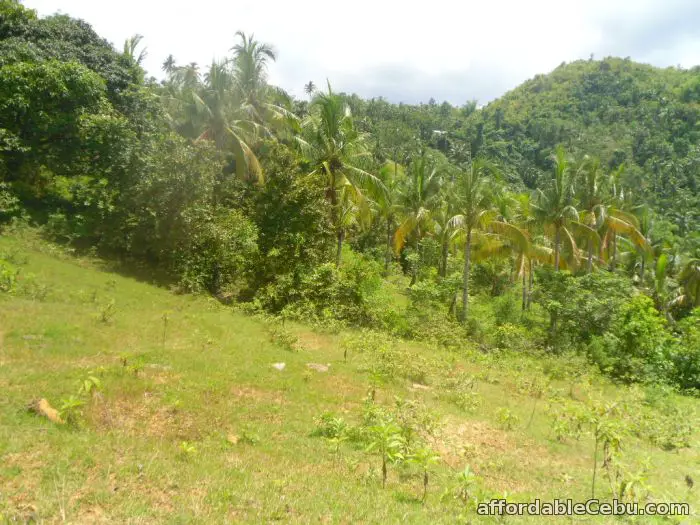 3rd picture of agricultural lot for sale For Sale in Cebu, Philippines