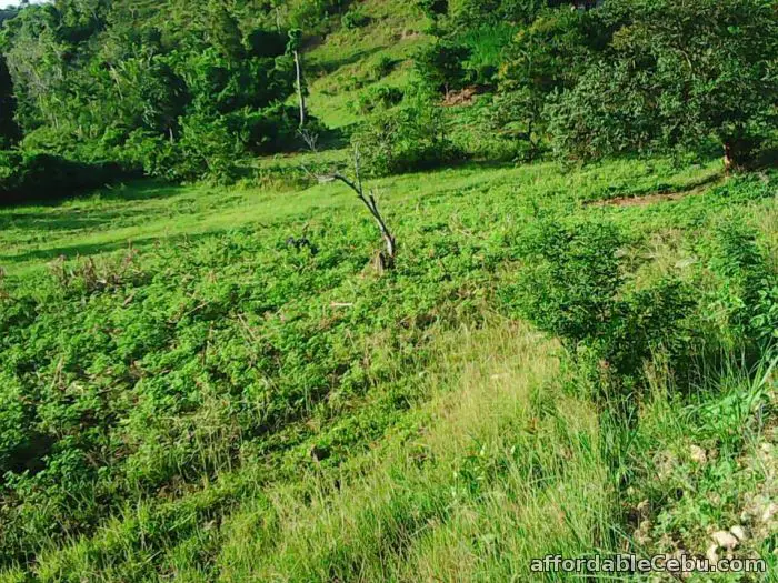 1st picture of pinamungahan agricultural land For Sale in Cebu, Philippines