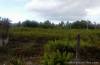 28 hectares lot for sale