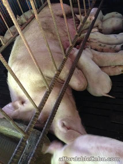 1st picture of Piglets for Sale in Cebu For Sale in Cebu, Philippines