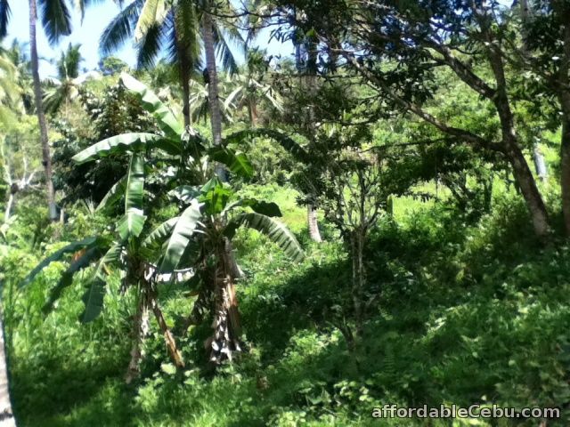 1st picture of FARMLAND IN PARIL TALAMBAN For Sale in Cebu, Philippines