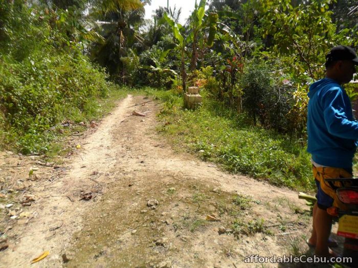 4th picture of AGRICULTURAL LOT FOR SALE MANGYAN, SIBONGA, CEBU For Sale in Cebu, Philippines