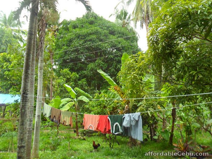 2nd picture of AGRICULTURAL LOT FOR SALE MANGYAN, SIBONGA, CEBU For Sale in Cebu, Philippines