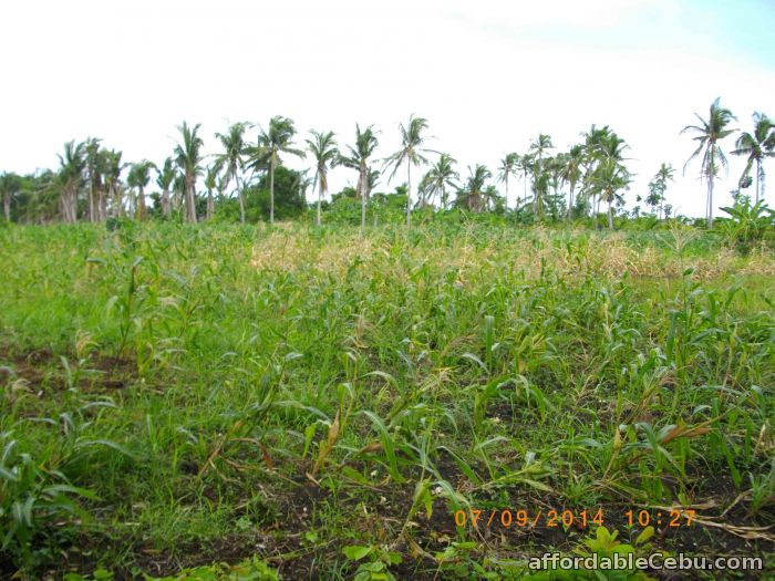 4th picture of Retirement farm house in Daanbantayan Cebu For Sale in Cebu, Philippines