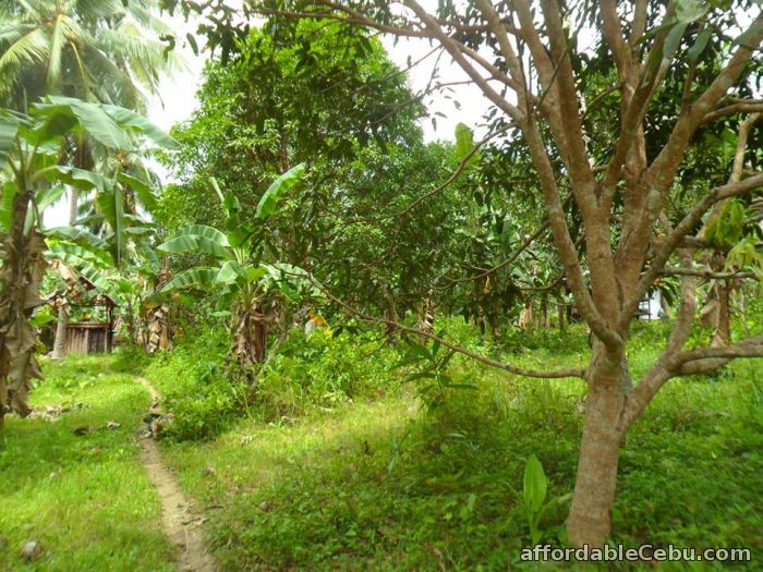 1st picture of AGRICULTURAL LOT FOR SALE MANGYAN, SIBONGA, CEBU For Sale in Cebu, Philippines