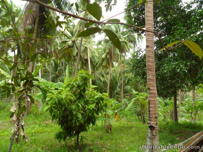 5th picture of AGRICULTURAL LOT FOR SALE MANGYAN, SIBONGA, CEBU For Sale in Cebu, Philippines