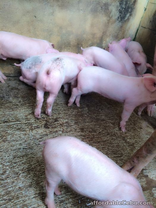 1st picture of piglets/ baktin For Sale in Cebu, Philippines