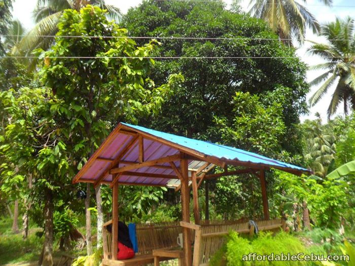 3rd picture of AGRICULTURAL LOT FOR SALE MANGYAN, SIBONGA, CEBU For Sale in Cebu, Philippines
