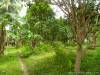 AGRICULTURAL LOT FOR SALE MANGYAN, SIBONGA, CEBU