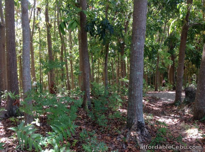 3rd picture of RUSH SALE  Titled Lot with Mahogany Trees For Sale in Cebu, Philippines