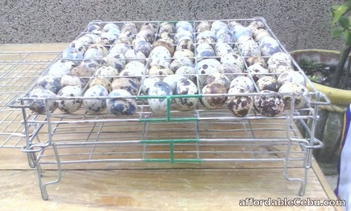 1st picture of Quail egg for sale For Sale in Cebu, Philippines