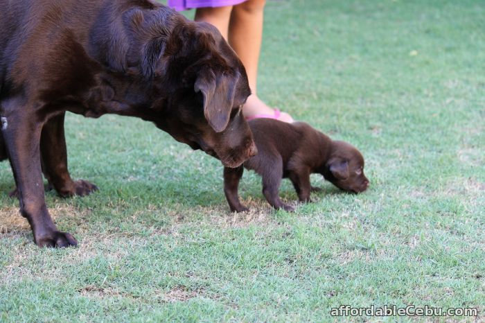 2nd picture of Labrador For Sale in Cebu, Philippines