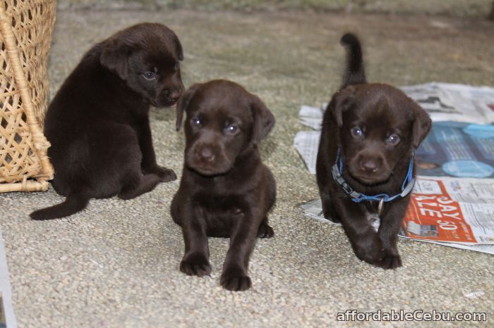 1st picture of Labrador For Sale in Cebu, Philippines