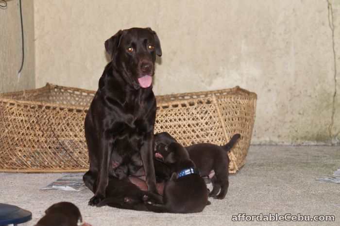 3rd picture of Labrador For Sale in Cebu, Philippines