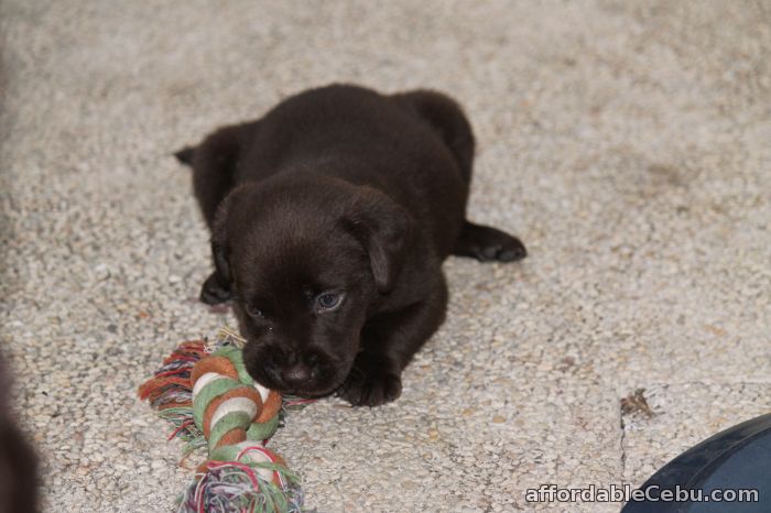 4th picture of Labrador For Sale in Cebu, Philippines