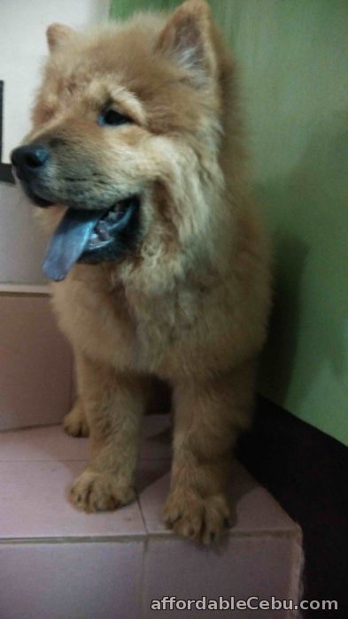 4th picture of chow chow puppy female 1:6 For Sale in Cebu, Philippines