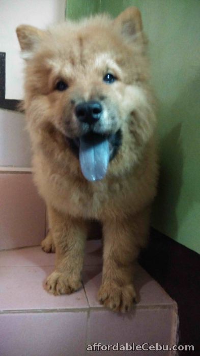 3rd picture of chow chow puppy female 1:6 For Sale in Cebu, Philippines