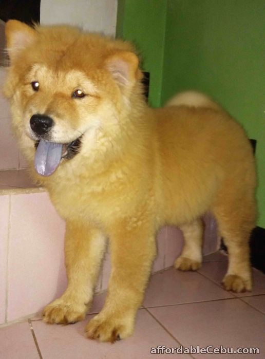 2nd picture of chow chow puppy female 1:6 For Sale in Cebu, Philippines