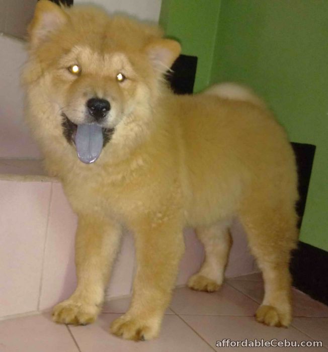 5th picture of chow chow puppy female 1:6 For Sale in Cebu, Philippines