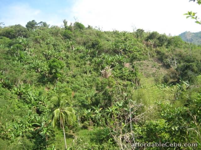 4th picture of 8 hectares Lot for sale in Toledo City Cebu 09233983560 For Sale in Cebu, Philippines