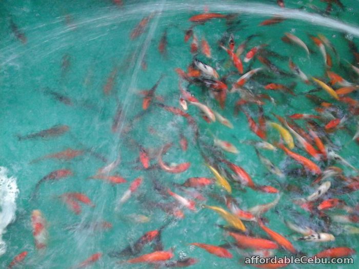 1st picture of Japanese Koi Fishes at Farm Prices For Sale or Swap in Cebu, Philippines