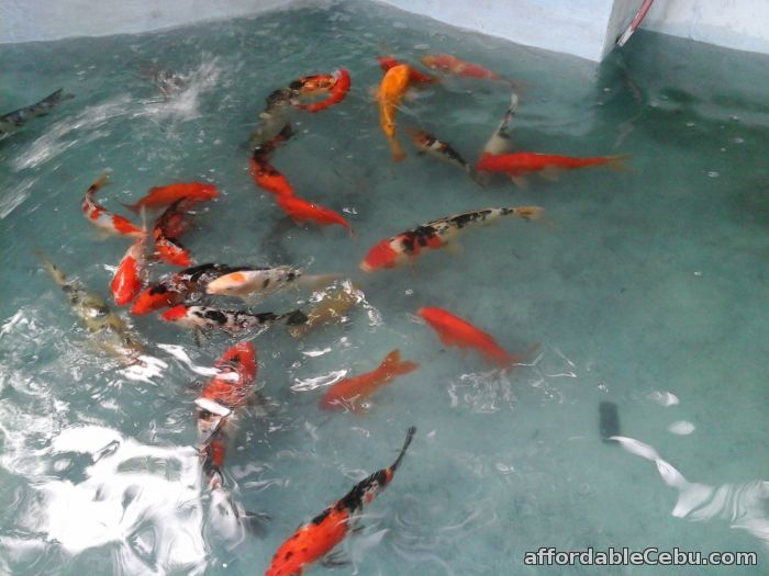 3rd picture of Japanese Koi Fishes at Farm Prices For Sale or Swap in Cebu, Philippines