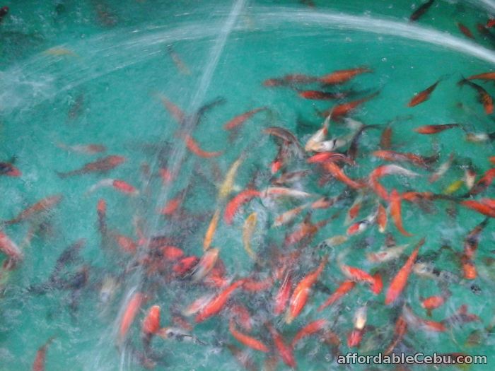 2nd picture of Japanese Koi Fishes at Farm Prices For Sale or Swap in Cebu, Philippines