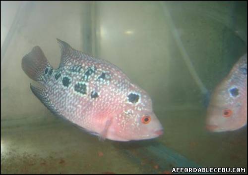 2nd picture of Gboy X ZZ Juvy Flowerhorn For Sale in Cebu, Philippines