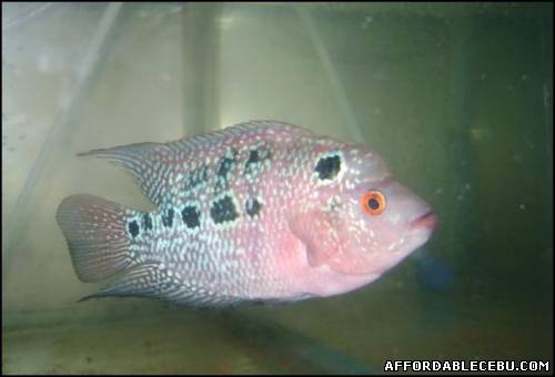 1st picture of Gboy X ZZ Juvy Flowerhorn For Sale in Cebu, Philippines