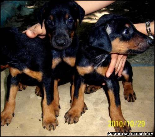 1st picture of Doberman Puppies In Cebu For Sale in Cebu, Philippines