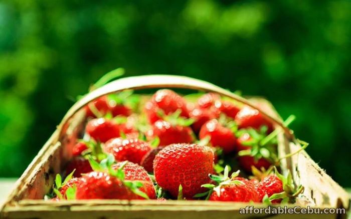 1st picture of Baguio Tour Package, with Strawberry Farm Offer in Cebu, Philippines