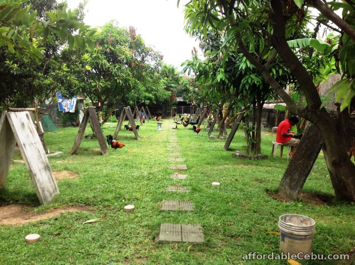 1st picture of house & lot (farm) For Sale in Cebu, Philippines