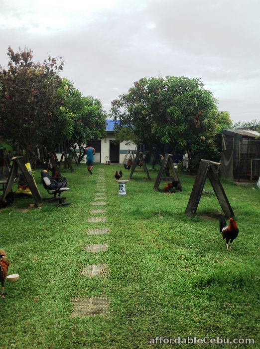 2nd picture of house & lot (farm) For Sale in Cebu, Philippines 2nd picture of house & lot (farm) For Sale in Cebu, Philippines