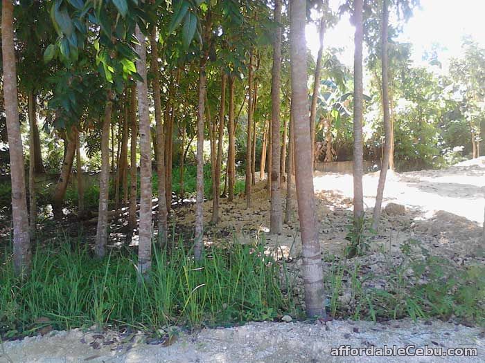 3rd picture of Land for sale in Mandaue City Cebu 7,825 square meters For Sale in Cebu, Philippines