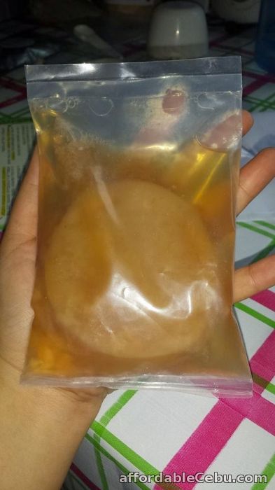 1st picture of Kombucha SCOBY for Sale For Sale in Cebu, Philippines