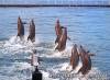 Subic tour package, overnight + Zoobic Safari, Ocean Adventure
