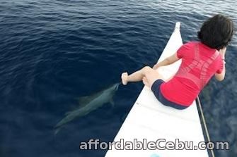 1st picture of Bais Dolphin Watching, Budget Offer in Cebu, Philippines