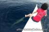 Bais Dolphin Watching, Budget