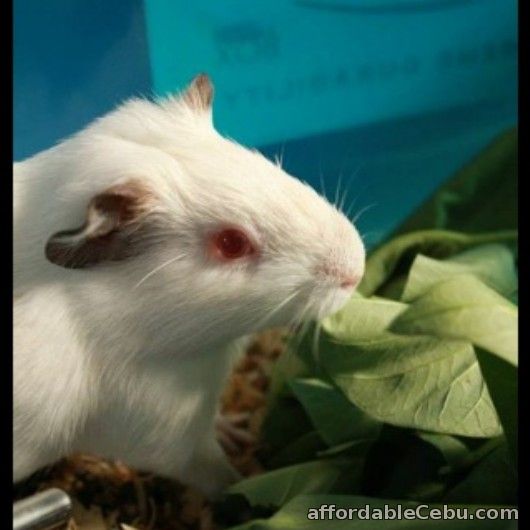 1st picture of 2 Male American-Abysinnian Guinea Pigs for Sale For Sale in Cebu, Philippines