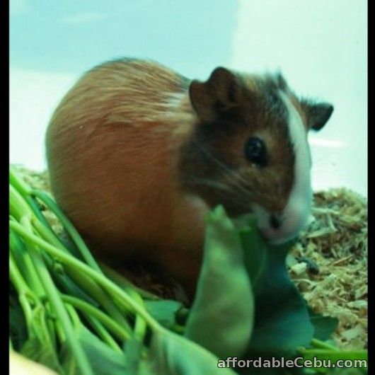 2nd picture of 2 Male American-Abysinnian Guinea Pigs for Sale For Sale in Cebu, Philippines